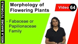 Morphology of Flowering Plants  NEET  Fabaceae or Papilionaceae Family  Neela Bakore Tutorials [upl. by Adnac930]