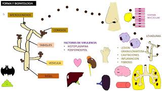 HISTOPLASMOSIS  Histoplasma Capsulatum [upl. by Annaigroeg]