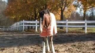 Hallamore Clydesdale Horses in Lakeville MA [upl. by Berns]