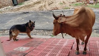 German Shepherd Aggressive Barking On Cow😳 [upl. by Elliott]