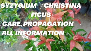 How to grow care and propagate Christina ficus  Syzygium plant  False Cinnamon plant  red robin [upl. by Raine]