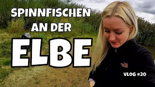 Angeln an der Elbe  Spinnfischen auf Zander  Vlog 20 [upl. by Eustis]