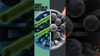 quotHow 3D Environments Shape Bacteria Growth Surprising New Researchquot science [upl. by Oina]