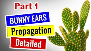 cactus care for beginners  Bunny Ears Propagation  Opuntia Microdasys [upl. by Annaor]