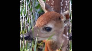 So Cute Newborn Fawn Deer crying for Maa🦌🩷 [upl. by Anrahc]