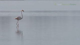 Doñana paraíso natural Huelva Cádiz y Sevilla [upl. by Clarabelle]