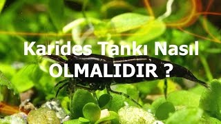 Karides Besleme Koşulları nasıl olmalıdır [upl. by Omrelliug]