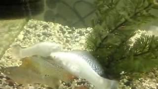 Poecilia Velifera fish dancing for breeding [upl. by Ahseia365]