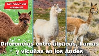 Diferencias entre ALPACAS LLAMAS y VICUÑAS en los ANDES [upl. by Bollinger403]