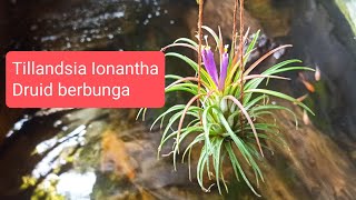 Tillandsia Ionantha Berbunga [upl. by Vincents]