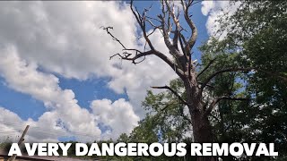 A deadly pine tree removal [upl. by Helaine95]