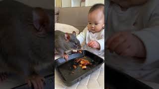 Baby feeds rat meat [upl. by Guinn]