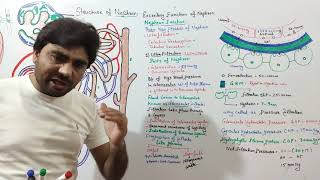 Ultra Filtration Urine Formation Part 1  Function of Nephron 1 Mechanism of filtration in kidney [upl. by Galang]