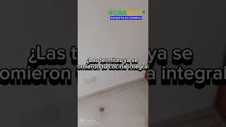 ¿Las termitas se están comiendo tus inmuebles fumiway expertos en termitas [upl. by Eissehc]