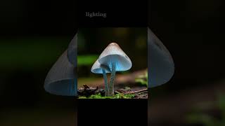 GlowintheDark Fungi mushrooms nature science [upl. by Hull]