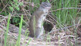 not a bird a Franklins Ground Squirrel calls S central SK Canada June 516 [upl. by Rafferty]