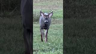 Whitetail Buck The Nod of Approval whitetaildeer nature wildlife [upl. by Ilojna]