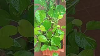 Tips for making money plant green lush ampbushy grow money plant bushypothos [upl. by Sirrad]