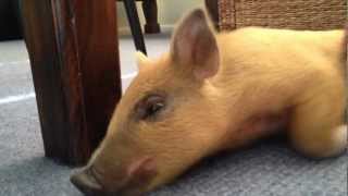 Squealing Mini Pig [upl. by Tnafni]