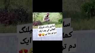 Dam laga ka duet ptiimran pmln pti ptilove shahbazsharif funny ptiimrankha [upl. by Llechtim250]