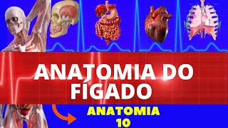 ANATOMIA DO FIGADO ANATOMIA HUMANA  SISTEMA DIGESTÓRIO [upl. by Lyndes]