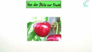 Von der Blüte zur Frucht  am Beispiel Kirsche  Biologie  Botanik [upl. by Jammie300]