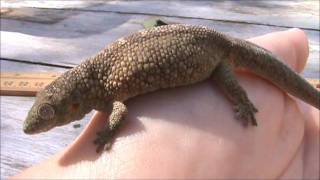 Eurydactylodes agricolae  Bauers chameleon gecko [upl. by Euqinahs]