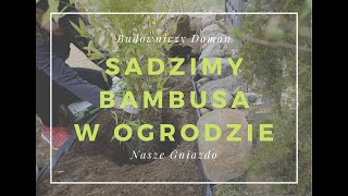 Sadzimy bambusa Wiosna w ogrodzie [upl. by Aitenev]