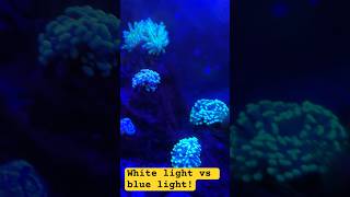 White light vs blue light reef tank Ugly phase [upl. by Leonora67]