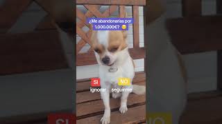 ⚠️NO DESLICES⚠️  chihuahua perros amigochihuahua [upl. by Abana]