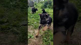 Jarman shaprd puppy puppy jarman dog animals love viralshorts himachal [upl. by Kylie]