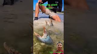 Catching giant crabs fishing mudcrab mudfish shark [upl. by Roht]