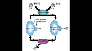 Phosphatases Types and Functions Part 1 [upl. by Charla]