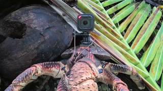 Coconut crab cam [upl. by Solrak]