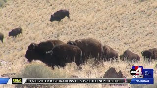 More than 700 bison on Antelope Island corralled in annual bison roundup [upl. by Pace]