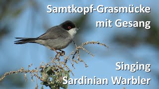 SamtkopfGrasmücke – Sardinian Warbler Sylvia melanocephala [upl. by Attenrev]