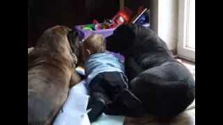 aggressive dogs  presa canario  dogo canario  and child [upl. by Brandenburg]