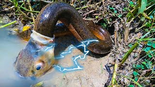 Electric Eel VS Others What Electric Eels Can Do [upl. by Llerahc]