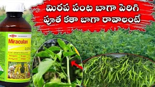 Triacontanol 005� Miraculan మిరపలోtriacontanolఎలావాడాలి మిరపపంటపెరగడానికి [upl. by Barnie]