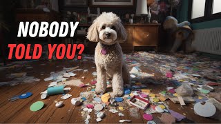 What NO ONE tells you about owning a Poodle [upl. by Clava]