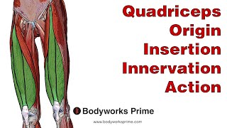 Quadriceps Anatomy Origin Insertion Innervation amp Action [upl. by Artimas]