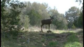 3D Archery Shoot in San Antonio Texas [upl. by Isaacson209]