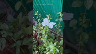 Plants repotting  RK pattarai soil minivlog shortsfeed ytshorts tamil plants homemaker [upl. by Arukas848]