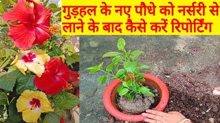 Get Maximum Flower on Hibiscus Plant Hibiscus plants report care amp fertilizers hibiscus repotting [upl. by Nyleuqcaj]