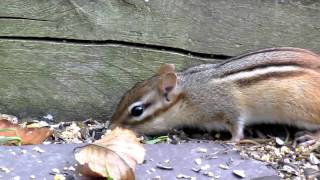 Canon Powershot SX30 IS Test Movie at full 35x 840mm Zoom Chipmunk [upl. by Irami]