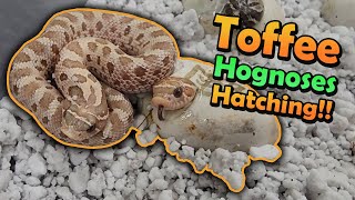 Toffee Morph Hognoses Hatching [upl. by Oderfodog613]