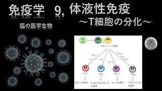 免疫学9 体液性免疫〜T細胞の分化〜 [upl. by Pathe967]