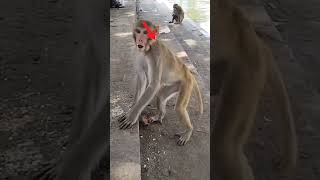 Monkey funny bule power of loen 350 [upl. by Yspyg]