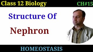 Structure of Nephron  Nephron class 12  Excretion  Structure if kidney [upl. by Anele551]