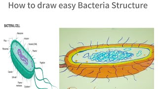 How to draw Easy Bacteria Structure Drawing 🎨 🦠 [upl. by Wehtam]